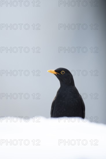 Eurasian blackbird (Turdus merula) adult male garden bird on a snow covered lawn in winter, England, United Kingdom