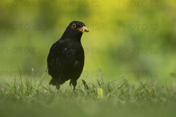 Eurasian blackbird (Turdus merula) adult male garden bird collecting insect grubs in its beak in spring, England, United Kingdom