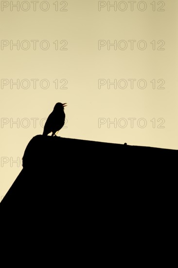 Eurasian blackbird (Turdus merula) silhouette of an adult male garden bird singing from a house rooftop in spring, England, United Kingdom