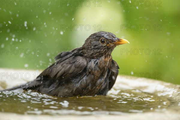 Eurasian blackbird (Turdus merula) adult female garden bird bathing in water in a bird bath in summer, England, United Kingdom