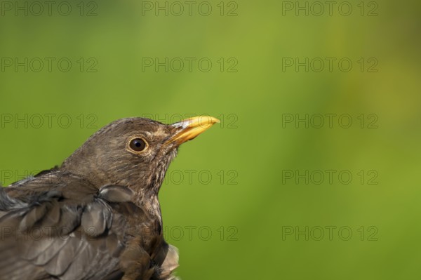 Eurasian blackbird (Turdus merula) adult female garden bird head portrait in spring, England, United Kingdom