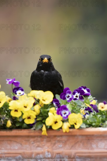 Eurasian blackbird (Turdus merula) adult male garden bird on a planter with flowering Pansy plants in spring, England, United Kingdom