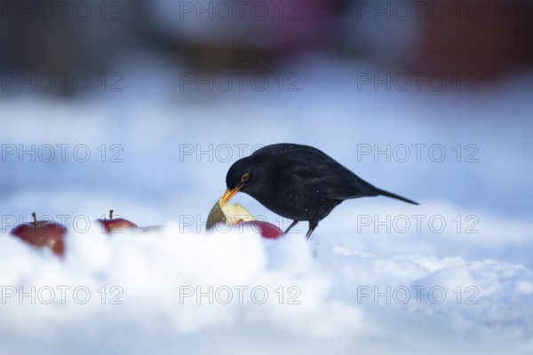 Eurasian blackbird (Turdus merula) adult male garden bird feeding on fruit on a snow covered lawn in winter, England, United Kingdom