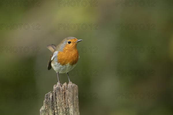 European robin (Erithacus rubecula) adult garden bird on a wooden post, England, United Kingdom