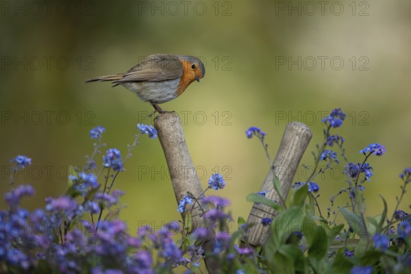 European robin (Erithacus rubecula) adult garden bird on shears handle in spring, England, United Kingdom
