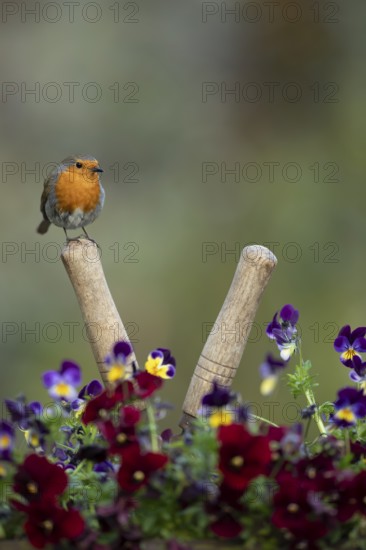 European robin (Erithacus rubecula) adult garden bird on shears handle in spring, England, United Kingdom