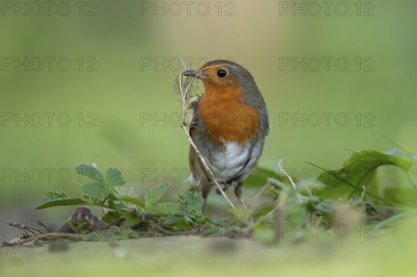 European robin (Erithacus rubecula) adult garden bird with nest material in its beak in spring, England, United Kingdom