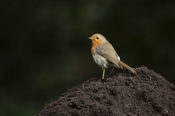 European robin (Erithacus rubecula) adult garden bird on a pile of soil, England, United Kingdom