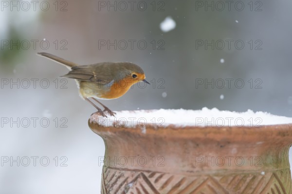 European robin (Erithacus rubecula) adult garden bird on a snow covered plant pot in winter, England, United Kingdom
