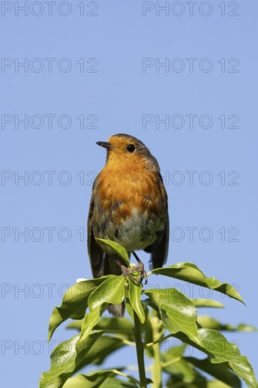 European robin (Erithacus rubecula) adult garden bird on an Ivy plant stem, England, United Kingdom