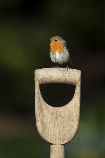 European robin (Erithacus rubecula) adult garden bird on a fork handle, England, United Kingdom