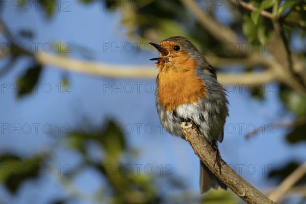 European robin (Erithacus rubecula) adult garden bird singing on a tree branch in spring, England, United Kingdom