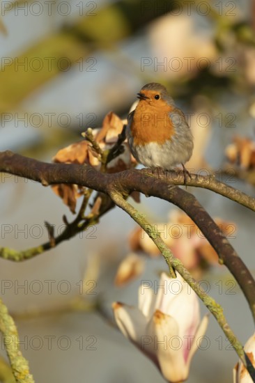 European robin (Erithacus rubecula) adult garden bird singing on a tree branch in spring, England, United Kingdom