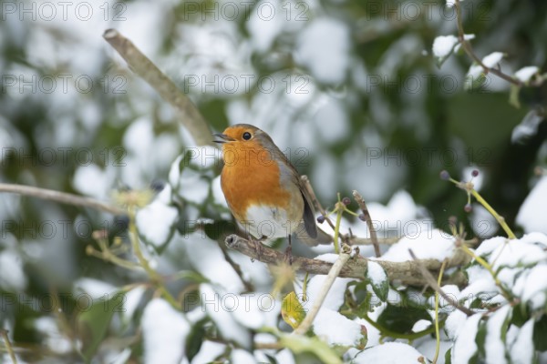 European robin (Erithacus rubecula) adult garden bird singing in a snow covered tree in winter, England, United Kingdom