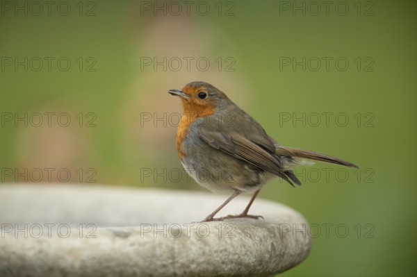 European robin (Erithacus rubecula) adult garden bird on a bird bath in spring, England, United Kingdom