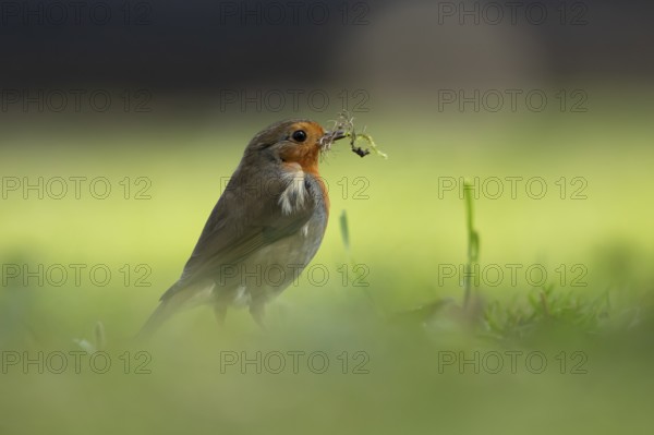 European robin (Erithacus rubecula) adult garden bird on a grass lawn with nest material in its beak in spring, England, United Kingdom