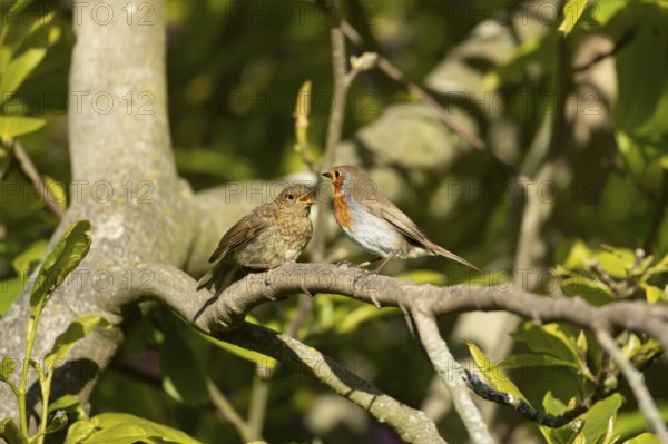 European robin (Erithacus rubecula) adult garden parent bird and a juvenile baby bird on a tree branch in spring, England, United Kingdom