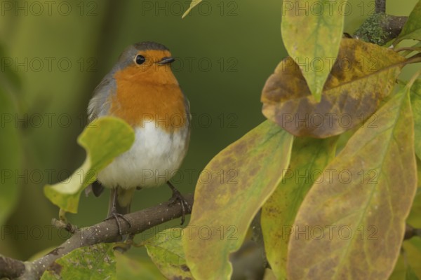 European robin (Erithacus rubecula) adult garden bird on a Magnolia tree branch amongst autumn colour leaves, England, United Kingdom