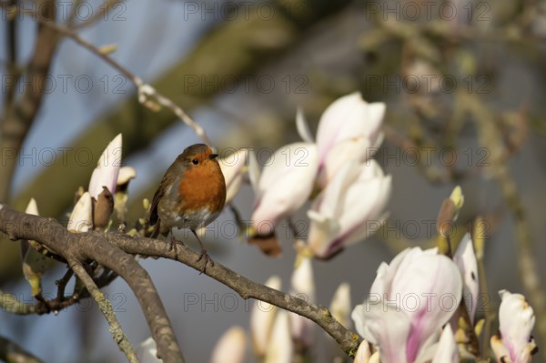 European robin (Erithacus rubecula) adult garden bird on a Magnolia tree branch with blossom in spring, England, United Kingdom