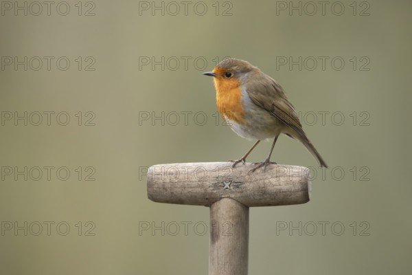 European robin (Erithacus rubecula) adult garden bird on a fork handle, England, United Kingdom