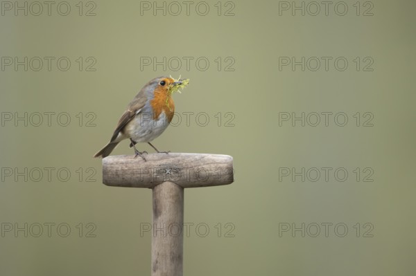 European robin (Erithacus rubecula) adult garden bird on a fork handle with nest material in its beak, England, United Kingdom