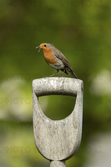 European robin (Erithacus rubecula) adult garden bird on a fork handle with insects for food in its beak, England, United Kingdom