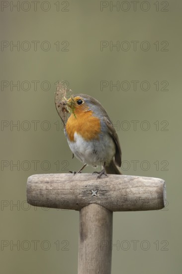 European robin (Erithacus rubecula) adult garden bird on a fork handle with nest material in its beak in spring, England, United Kingdom