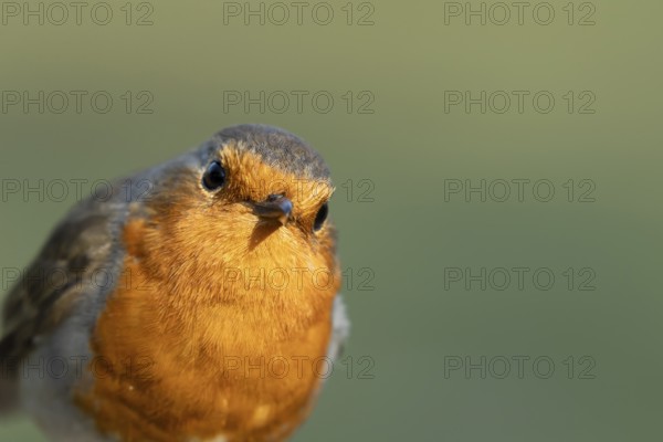 European robin (Erithacus rubecula) adult garden bird head portrait, England, United Kingdom
