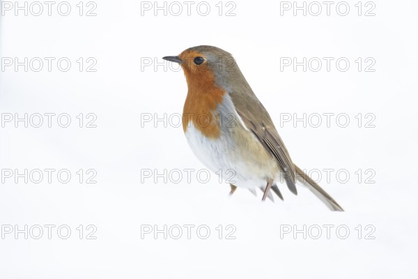 European robin (Erithacus rubecula) adult garden bird on snow in winter, England, United Kingdom