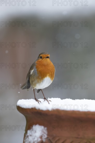 European robin (Erithacus rubecula) adult garden bird on a snow covered plant pot in winter, England, United Kingdom