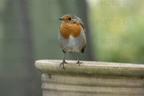 European robin (Erithacus rubecula) adult garden bird on a plant pot, England, United Kingdom