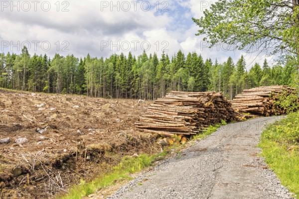Dirt road in a forest at a clearcutting with timber piles at the roadside in the summer