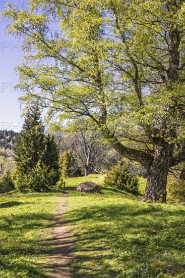 Footpath in a forest with lush green budding trees a sunny spring day