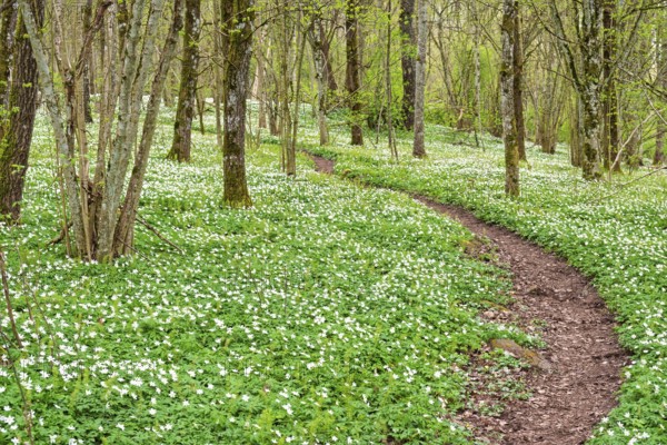 Winding nature footpath in a budding deciduous forest with flowering wood anemones (Anemone nemorosa) a spring day