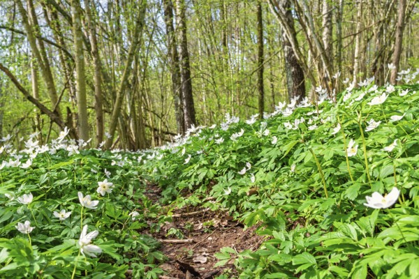Flowering wood anemones (Anemone nemorosa) in a deciduous forest a beautiful sunny spring day in a low angle view