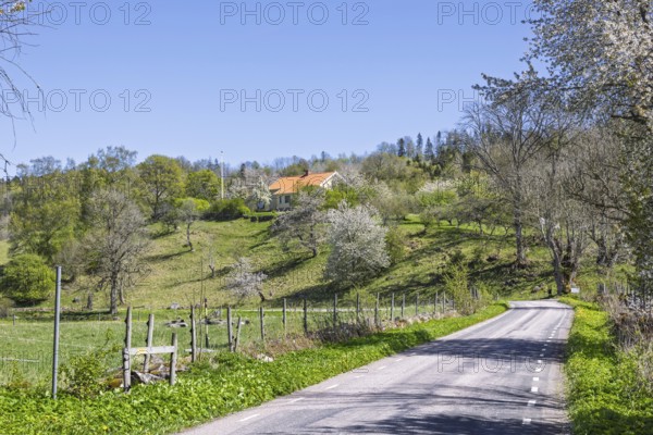Country road in a lush spring landscape with cherry blossoms and a house on a hill in the Swedish countryside, Sweden