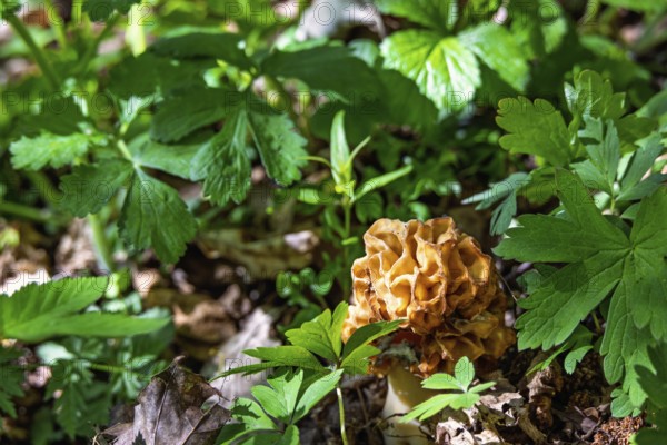 Morel (Morchella conica) an edible mushroom growing on the forest floor amog lush green plants at springtime
