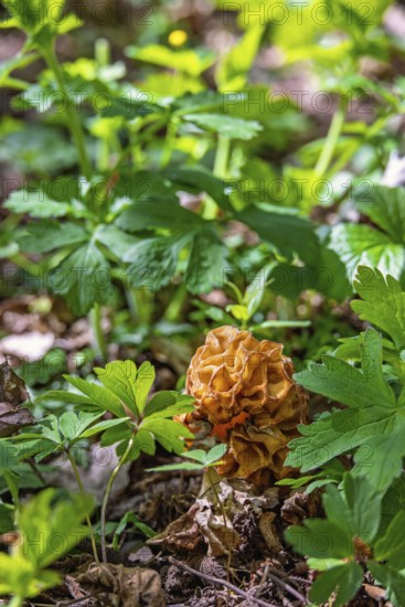 Morel (Morchella conica) an edible mushroom growing on the forest floor amog lush green plants at springtime