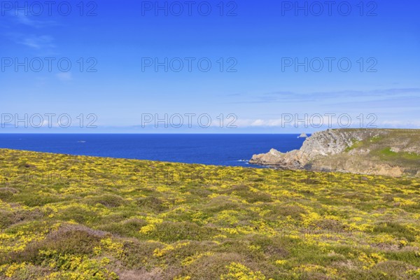 Flowering meadow and a scenics view to the horizon on the sea a sunny summer day, Crozon peninsula, Bretagne, France