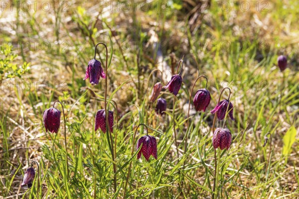 Flowering Snake's head fritillary (Fritillaria meleagris) flowers on a sunny meadow at spring