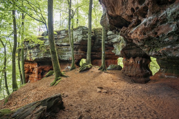 Sandstone Cliffs, Old Castle Rock, near Eppenbrunn, Palatinate Forest, Rhineland-Palatinate, Germany