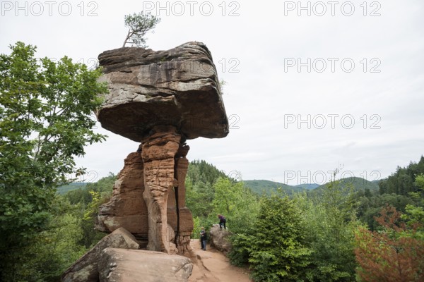 Sandstone rocks, Teufelstisch, near Hinterweidenthal, Dahner Felsenland, Palatinate Forest, Rhineland-Palatinate, Germany