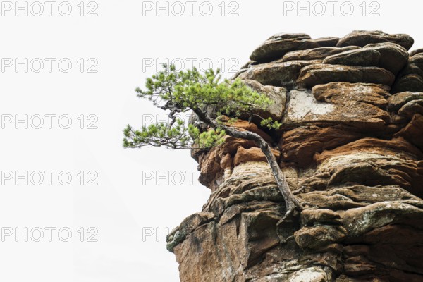 Sandstone rocks, near Hinterweidenthal, Dahner Felsenland, Palatinate Forest, Rhineland-Palatinate, Germany