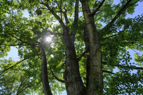 Sun shines through a tree, alder, at Erlensee, Erlensee, near Schechen, Upper Bavaria, Bavaria, Germany
