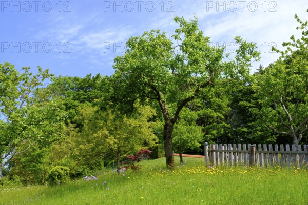 Obstgarten an der Seiser Alm, Seiserhof, bei Bernau über dem Chiemsee, Chiemgau, Upper Bavaria, Bavaria, Germany