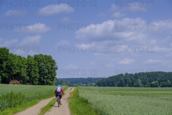 Cyclist, bicycle tour, near Berkheim, Rottal, Upper Swabia, Baden-Württemberg, Germany