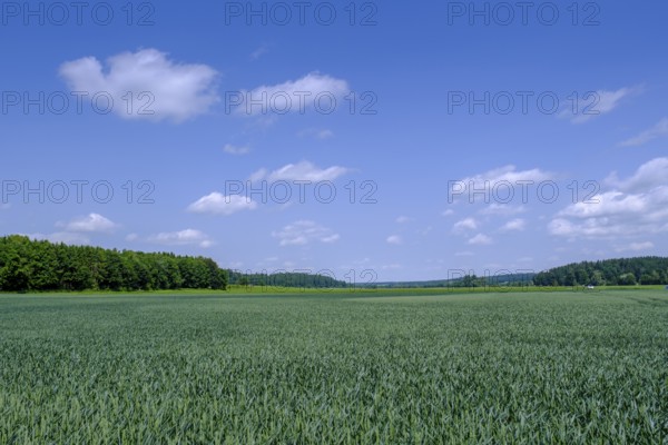 Wheat fields near Berkheim, Rottal, Upper Swabia, Baden-Württemberg, Germany