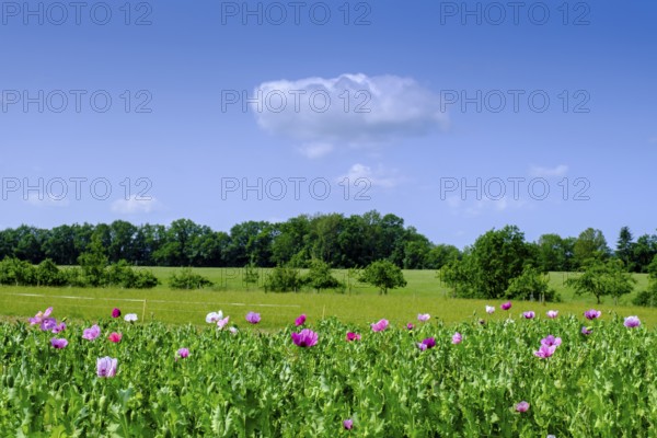 Poppy field near Rot an der Rot, Mönchsrot, Upper Swabia, Baden-Württemberg, Germany