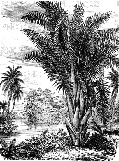 Vine palm, Raphia, palm family (Arecaceae), occurrence in humid, tropical Africa, stemless, tree-like, humidity, water, shore, natural landscape, botany, tree, plant, wonders of the earth, biology, geography, historical illustration 1863