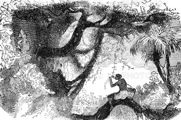 Collecting vanilla (Vanilla), family of orchids (Orchidaceae), distribution in tropics and subtropics, climbing plant, inflorescence, inflorescence, human, collector sitting, harvest, tree, branch, wonders of the earth, biology, geography, historical illustration 1863